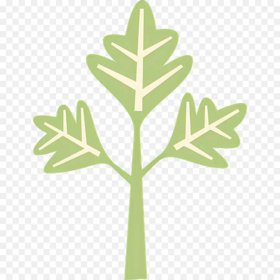 Persil，Feuille Verte PNG