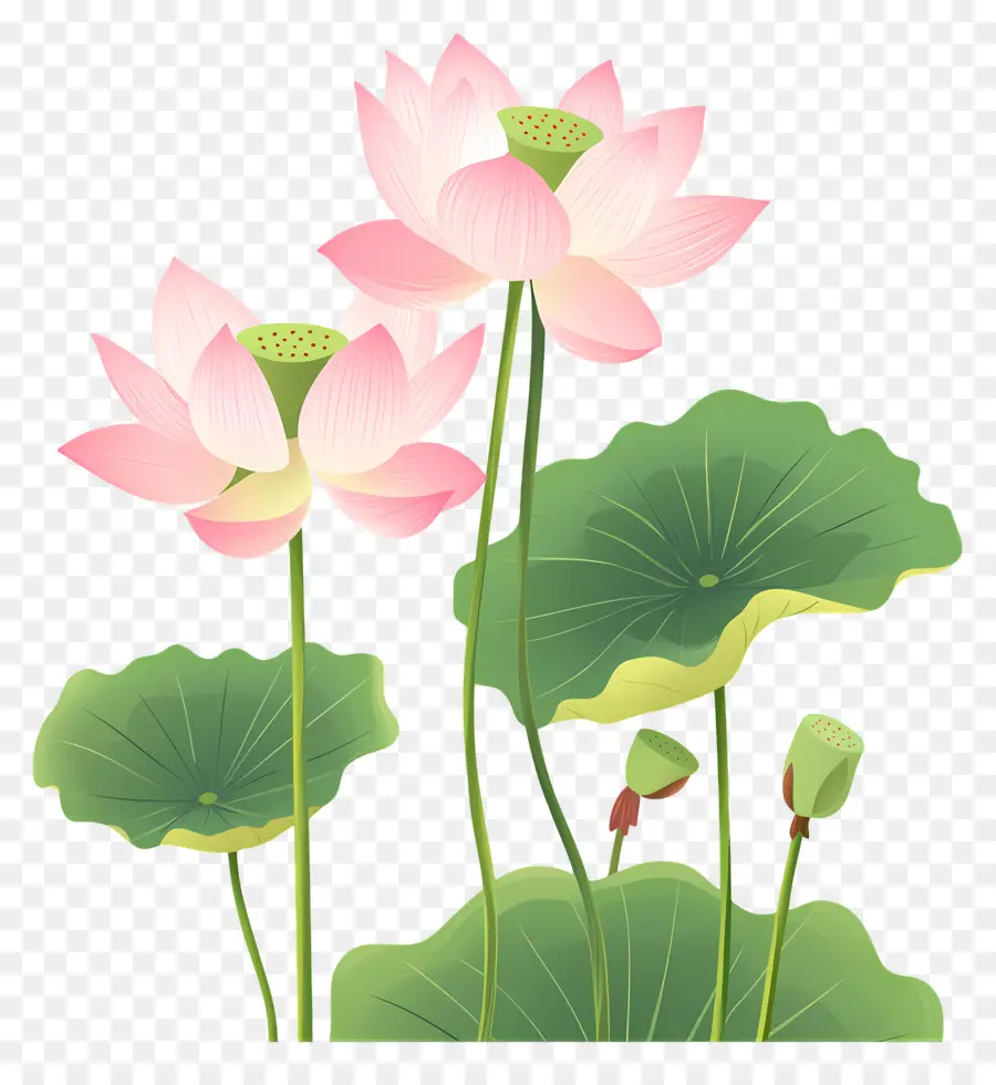 Fleurs De Lotus Roses，Fleurs De Lotus PNG