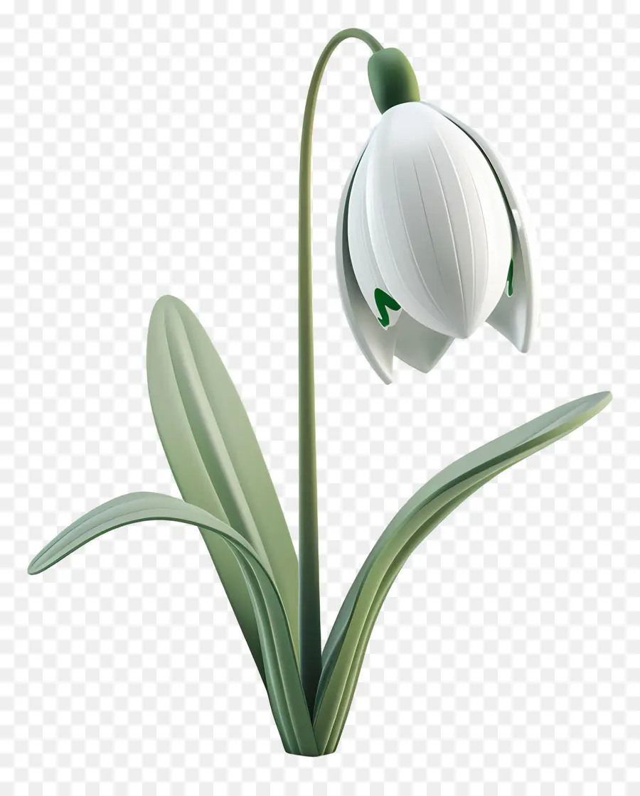 Fleur De Perce Neige Modèle 3d，Perce Neige PNG