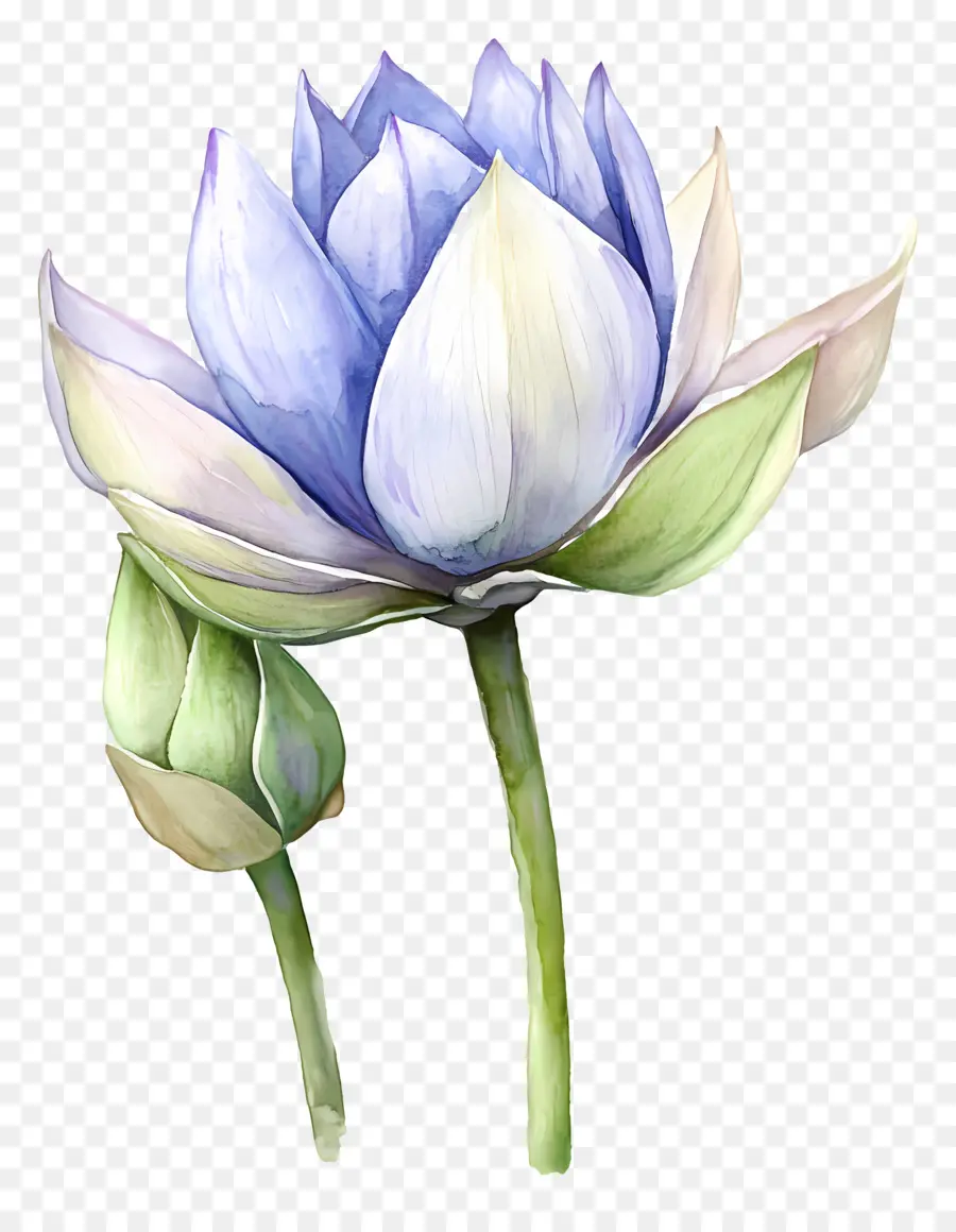 Lotus Aquarelle，Lotus Blanc PNG