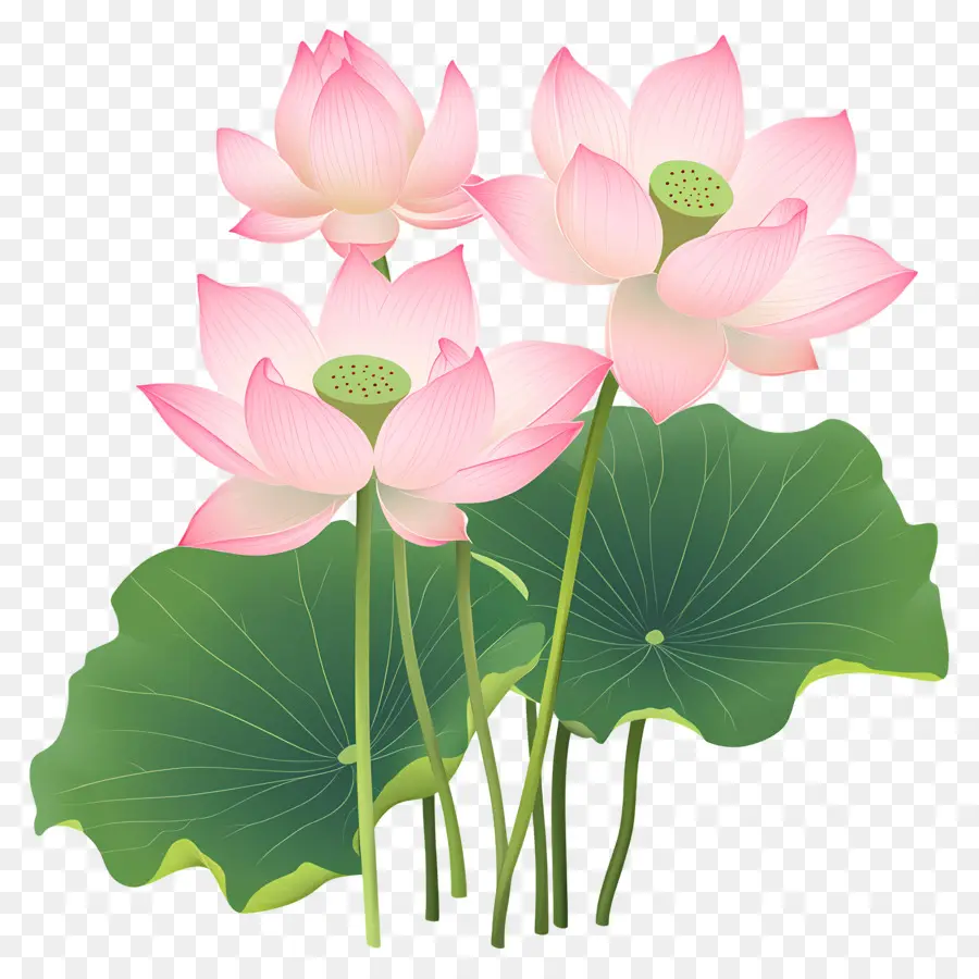 Fleurs De Lotus Roses，Lotus Rose PNG