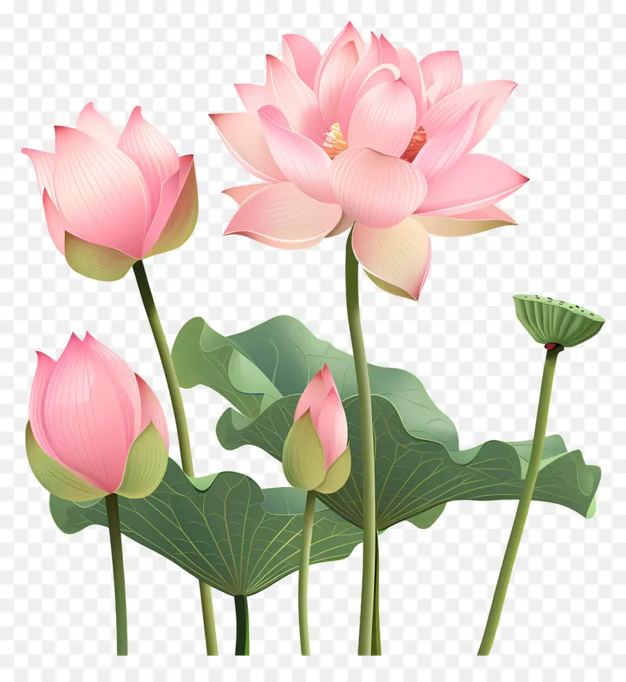 Fleurs De Lotus Roses，Lotus Rose PNG