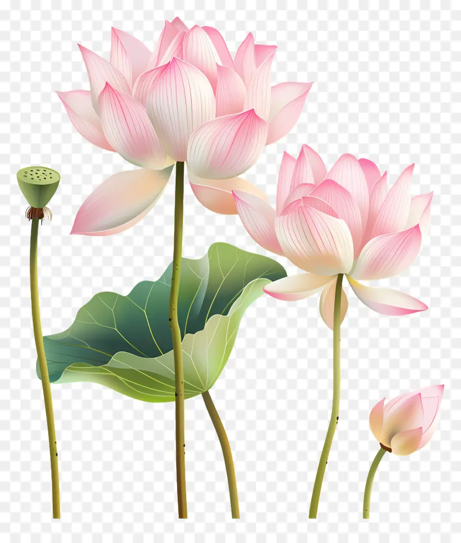 Fleurs De Lotus Roses，Fleur De Lotus PNG