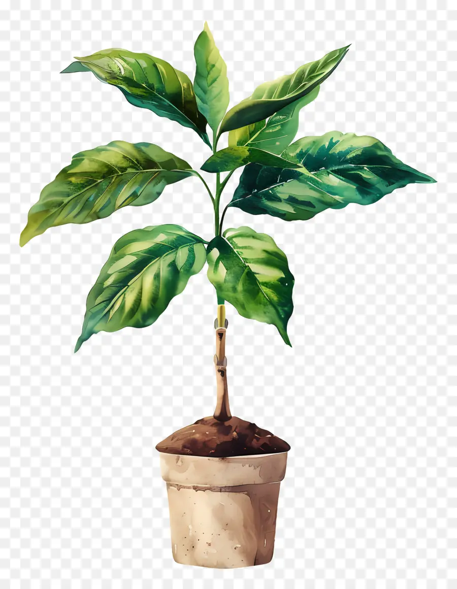 Plante Aquarelle，Plante En Pot PNG