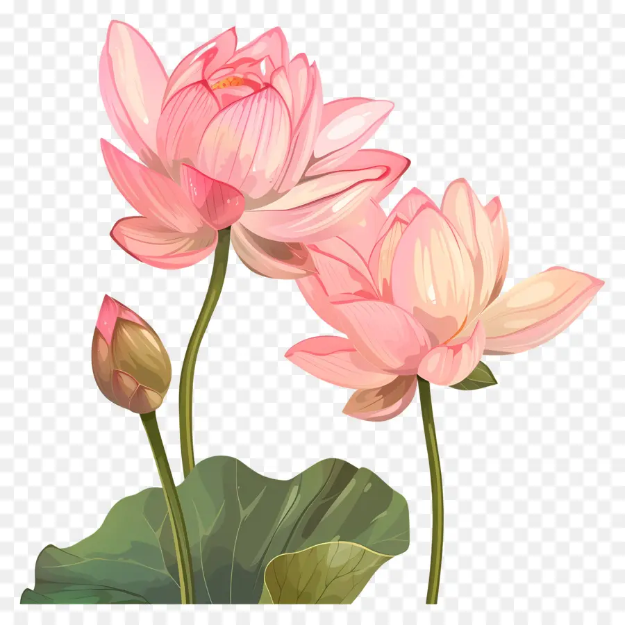 Fleurs De Lotus Roses，Lotus Rose PNG