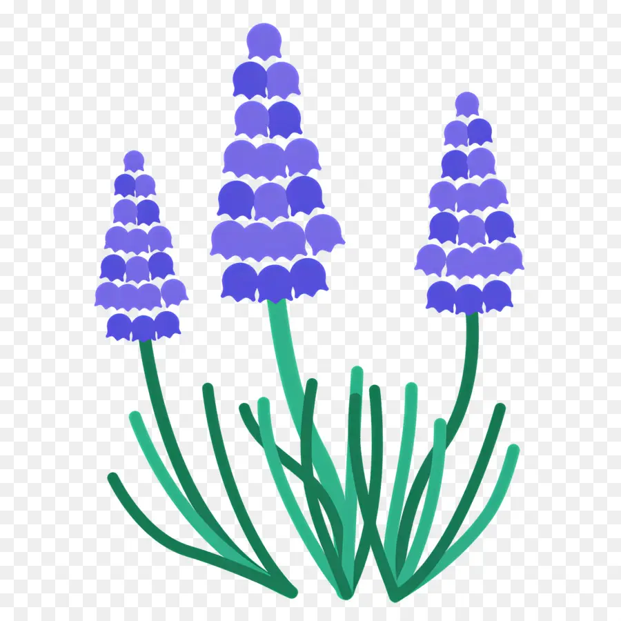 Fleur Violette，Fleurs Violettes PNG