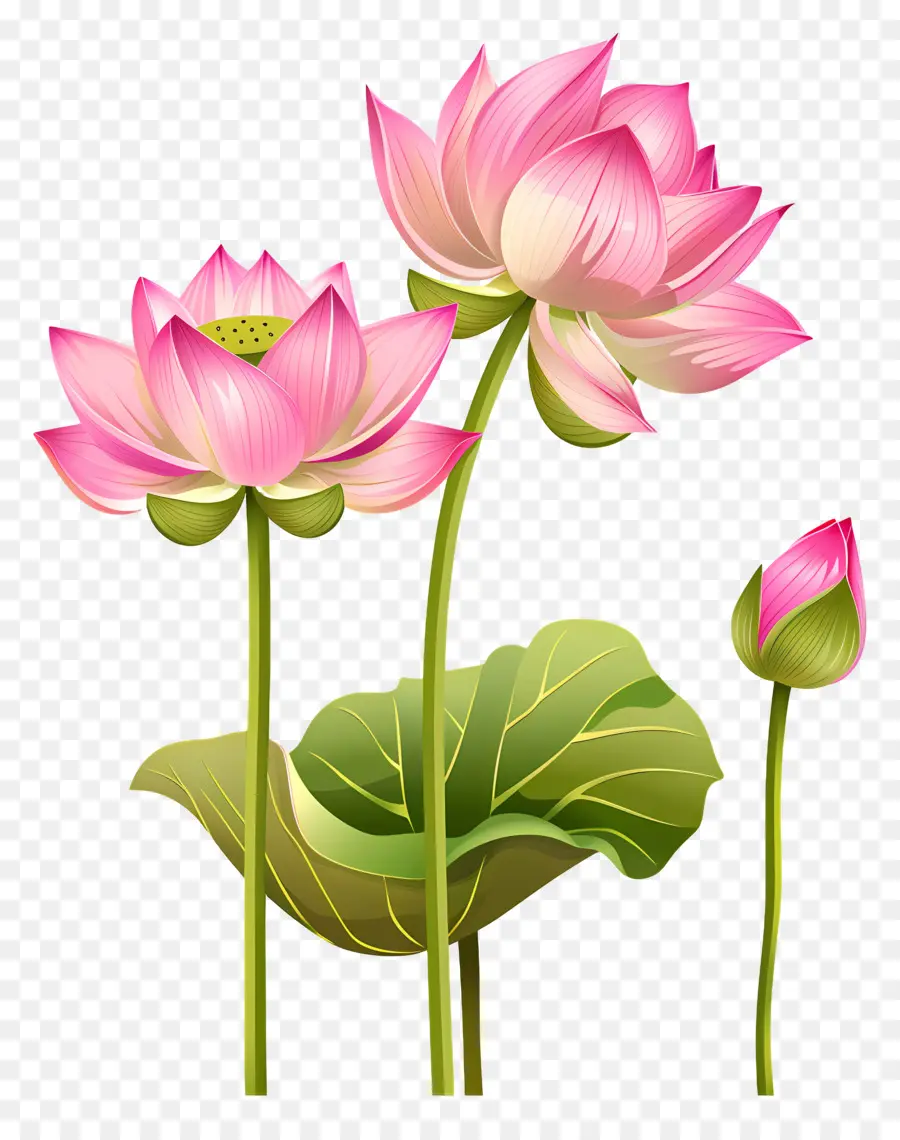 Fleurs De Lotus Roses，Fleur De Lotus PNG