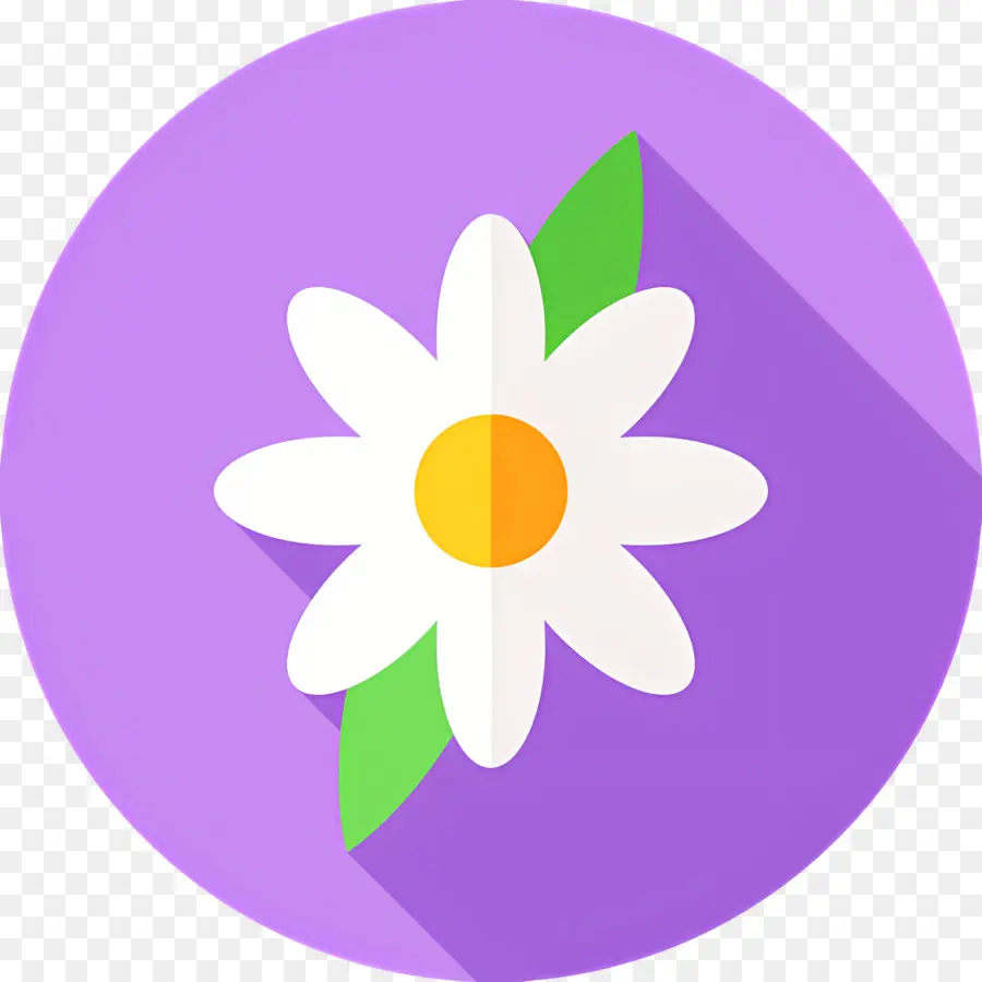 Fleur De Marguerite，Marguerite Blanche PNG