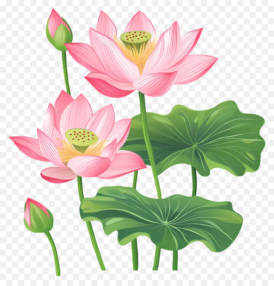 Fleurs De Lotus Roses，Lotus Rose PNG