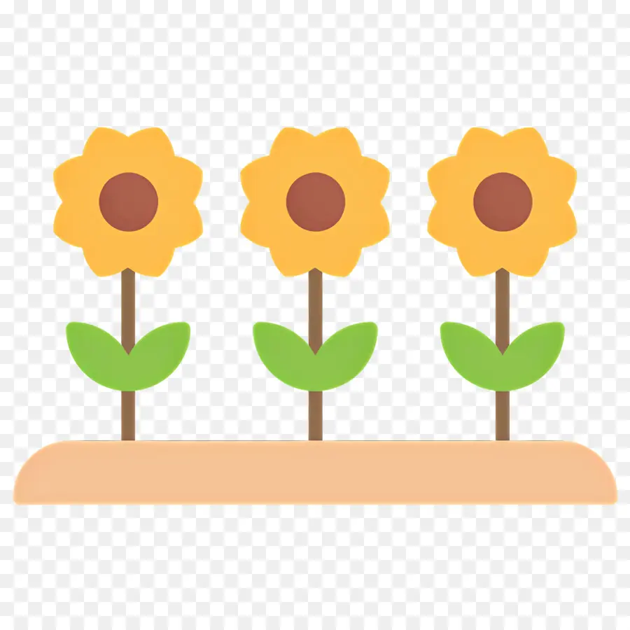 Fleur De Marguerite，Tournesols PNG