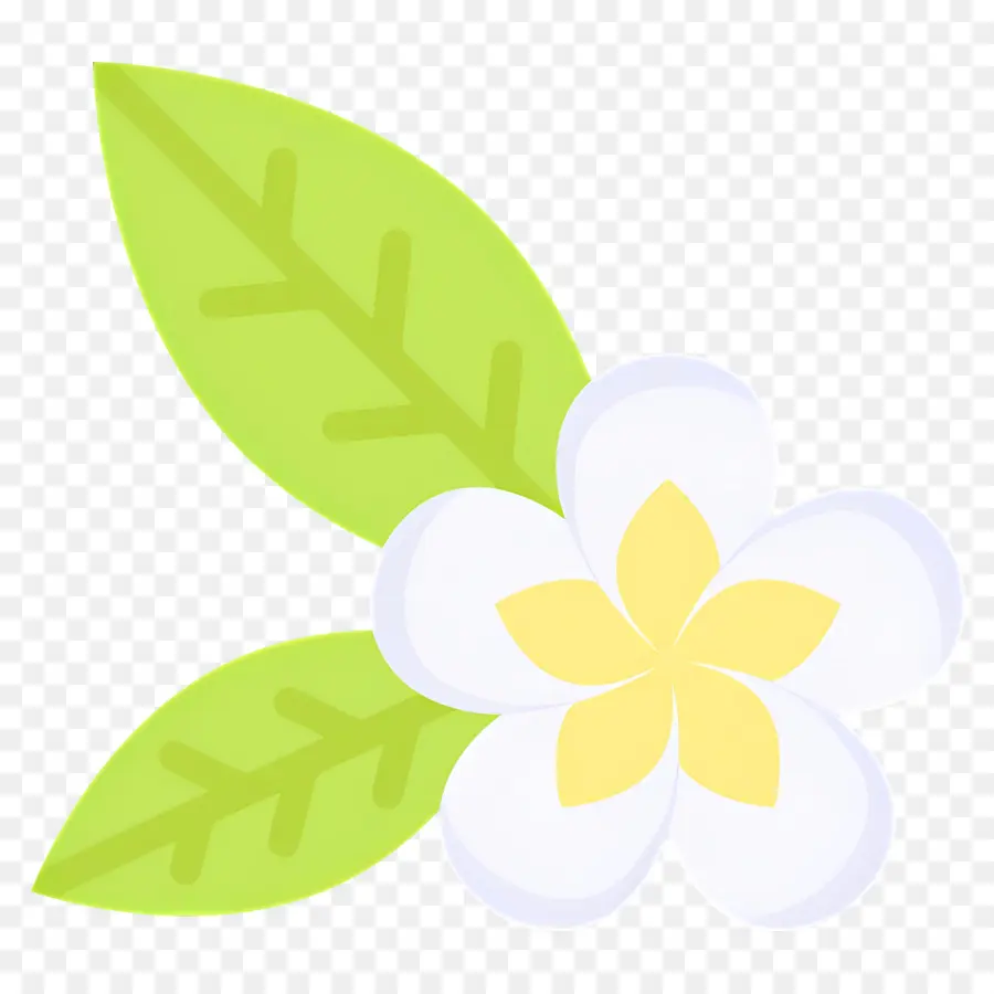 Fleur Tropicale，Fleur Blanche PNG