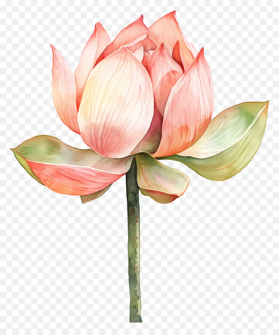 Lotus Aquarelle，Lotus Blanc PNG