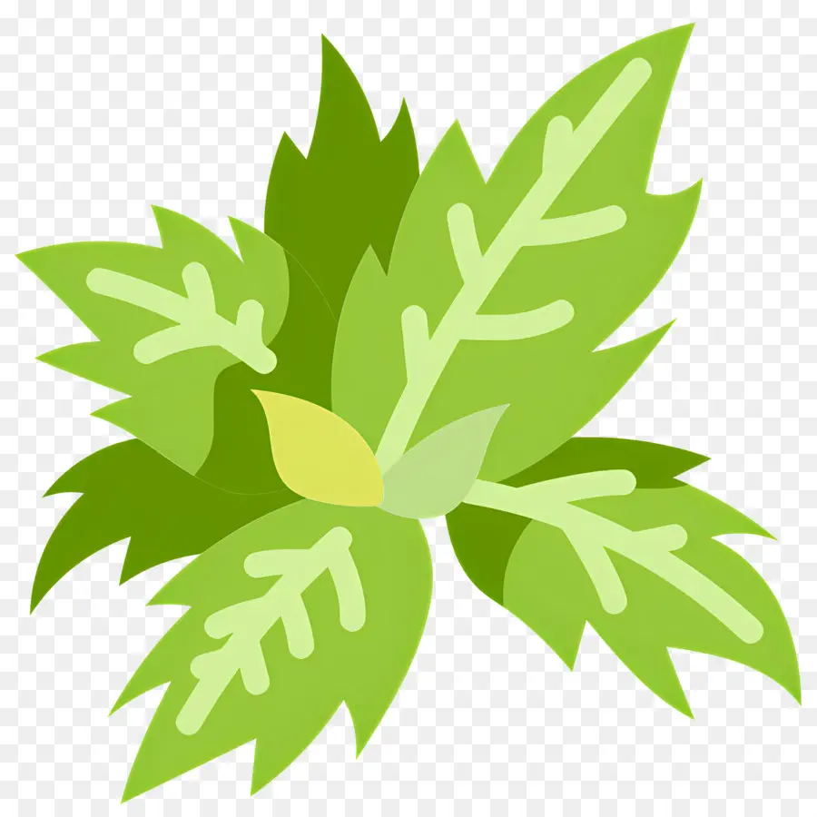 Basilic，Feuilles De Menthe PNG