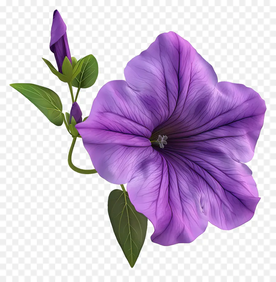 Fleur De Pétunia Modèle 3d，Fleur PNG