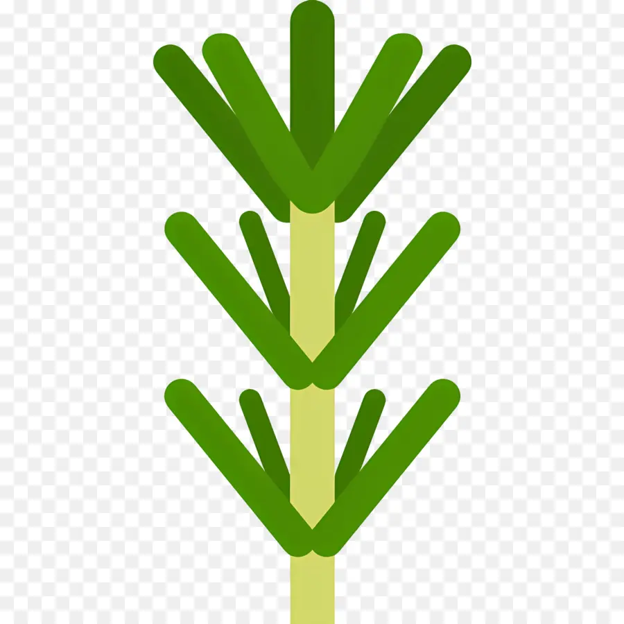 Romarin，Plante Verte PNG