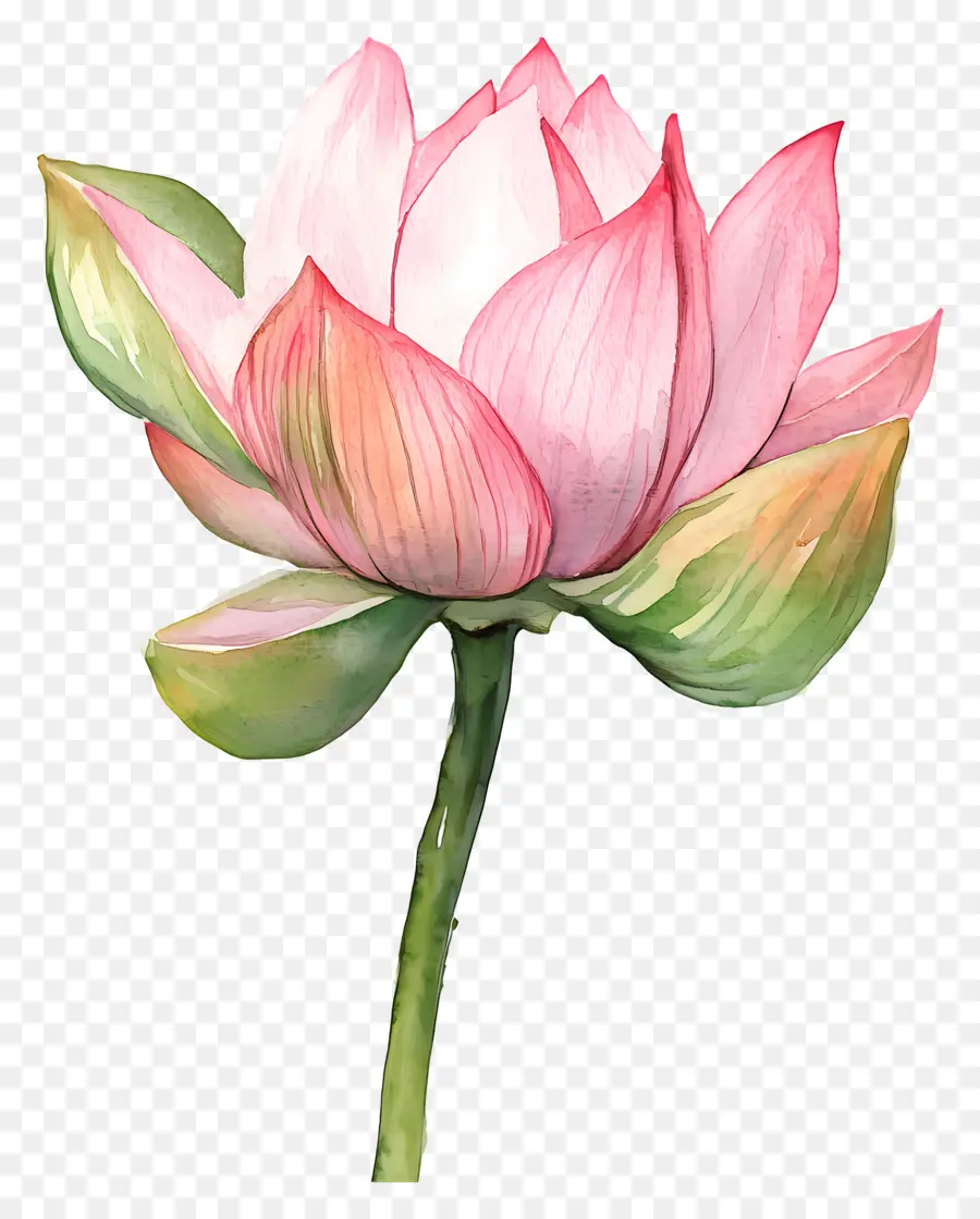 Lotus Aquarelle，Fleur De Lotus Rose PNG