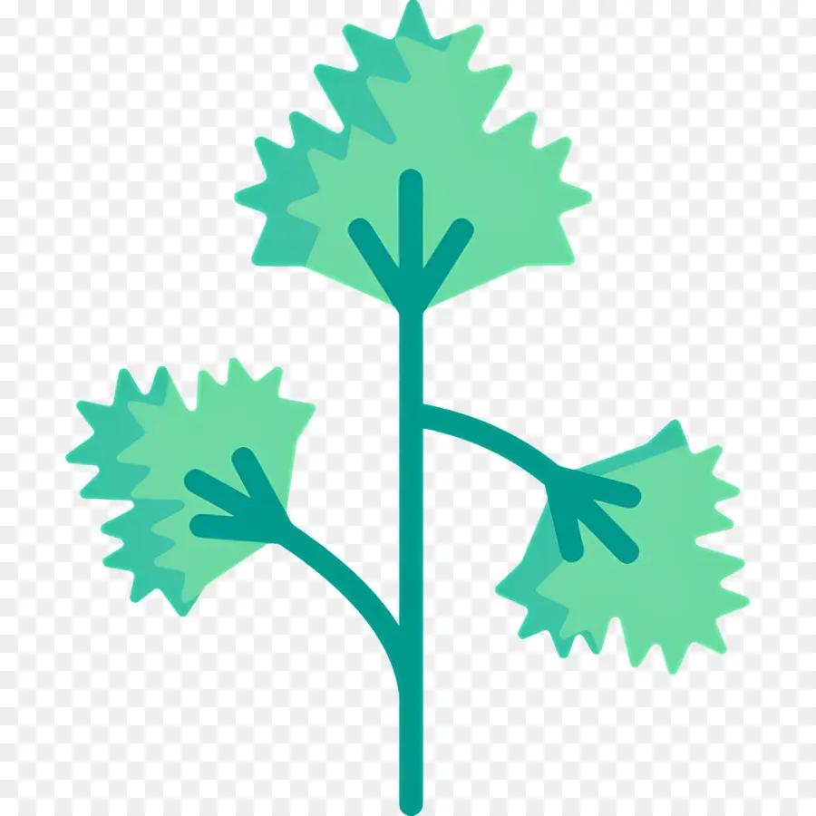 Persil，Feuille Verte PNG