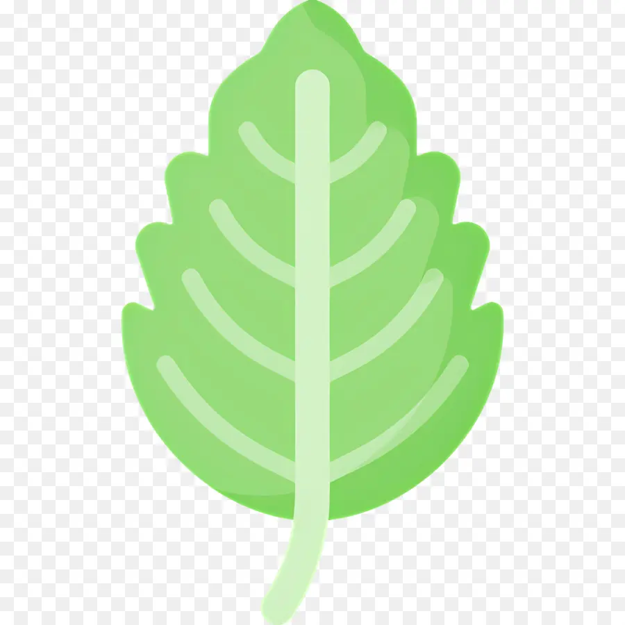 Basilic，Feuille Verte PNG