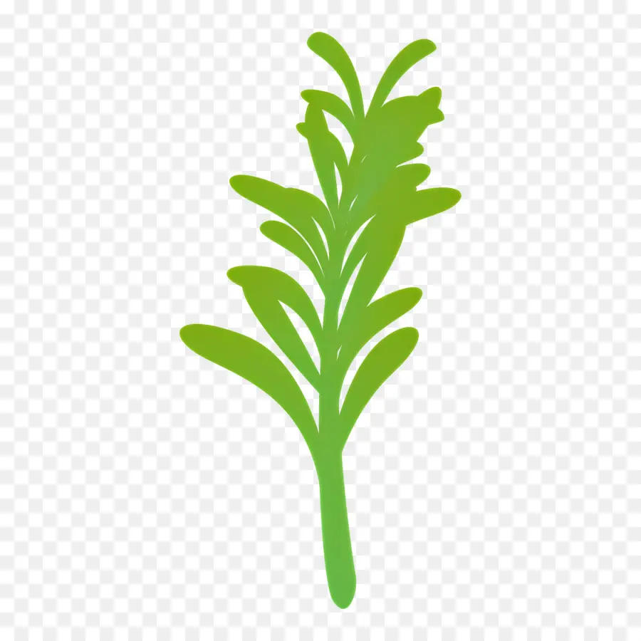 Romarin，Herbe Verte PNG