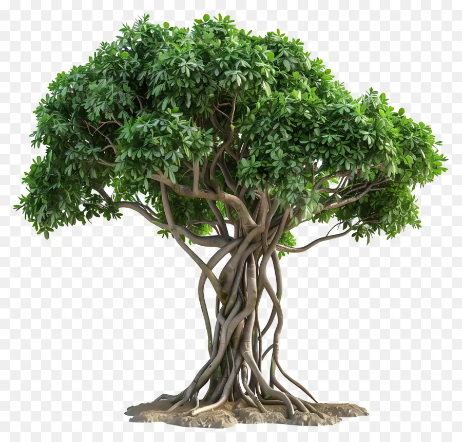 Arbre 3d，Arbre PNG