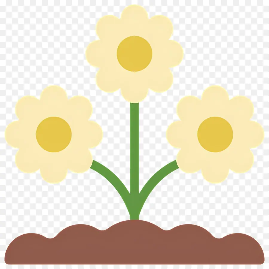 Fleur De Marguerite，Fleurs Jaunes PNG