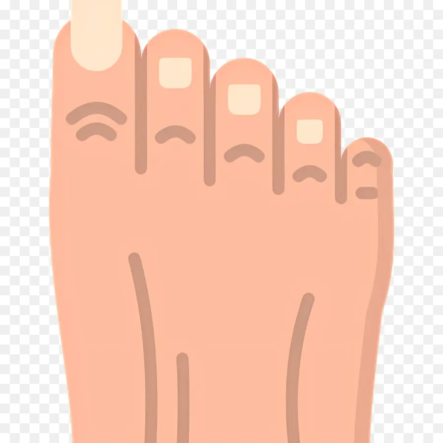 Orteil Du Pied，Pied PNG