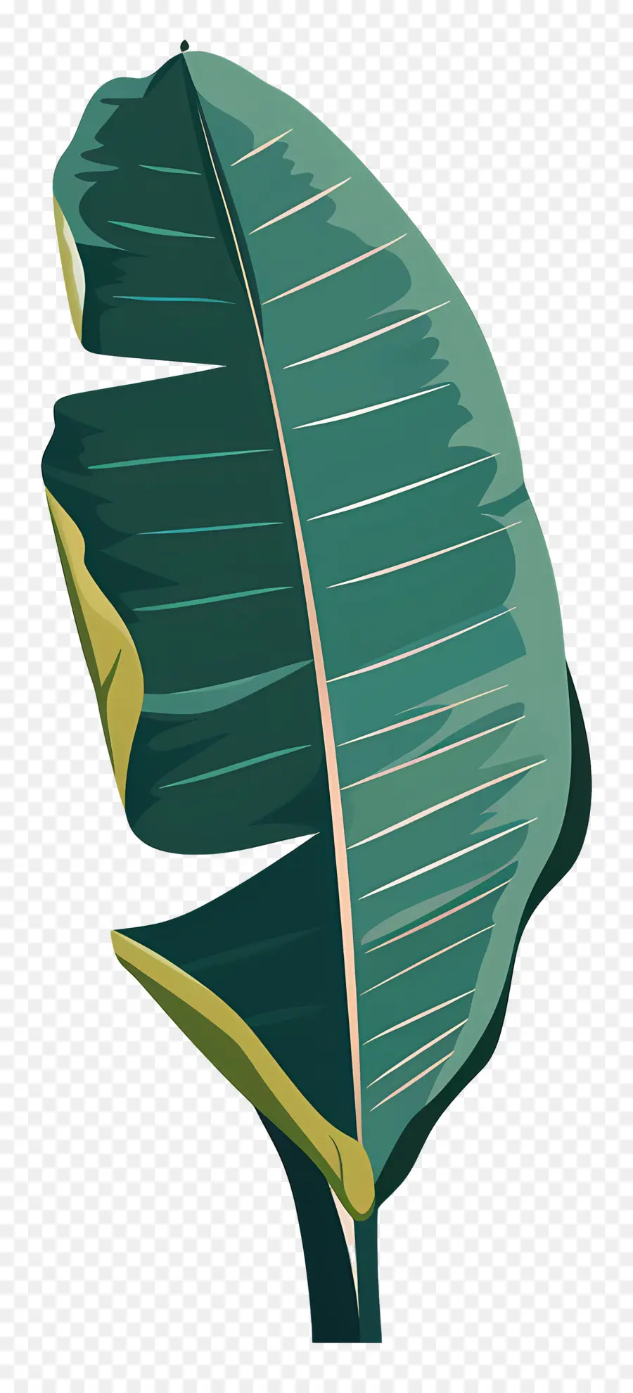 Feuille De Bananier，Feuille PNG