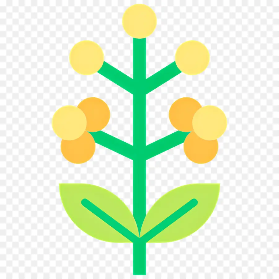 Acacia，Fleur PNG