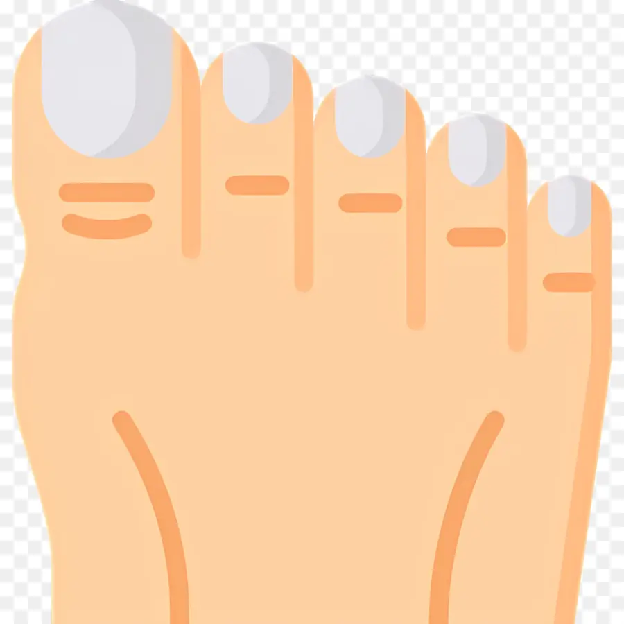 Orteil Du Pied，Pied PNG