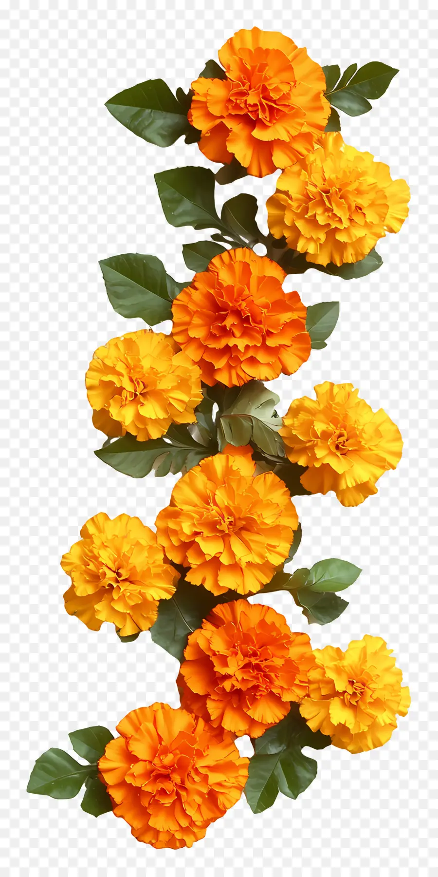 Guirlande Ougadi，Guirlande De Fleurs PNG