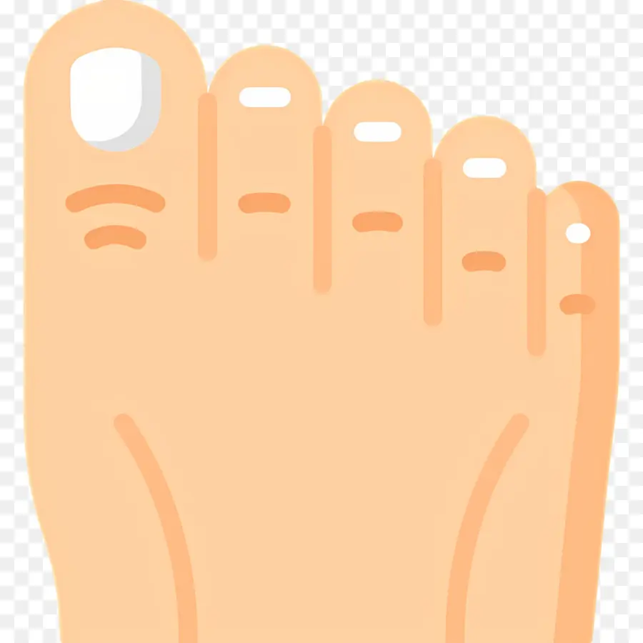 Orteil Du Pied，Pied PNG