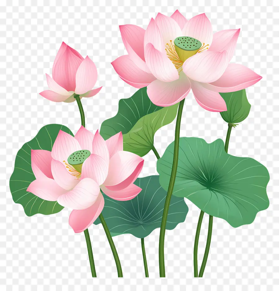 Fleurs De Lotus Roses，Lotus Rose PNG