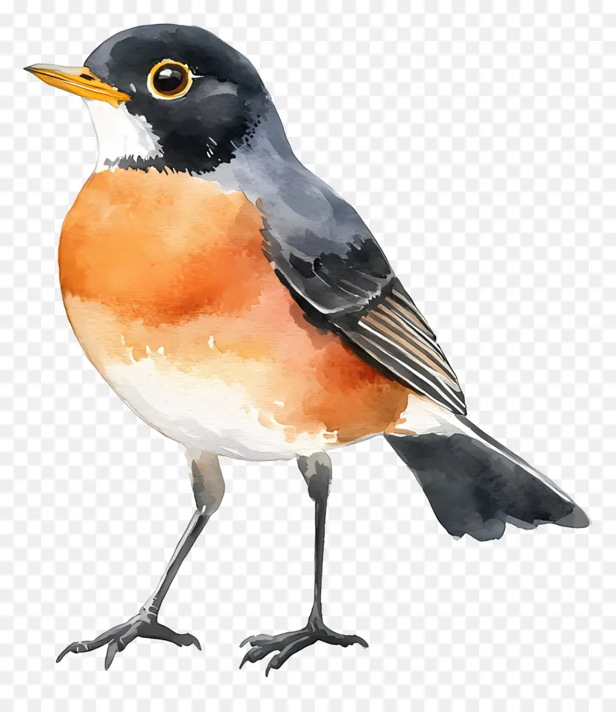 Oiseau Aquarelle，Oiseau Orange Et Noir PNG