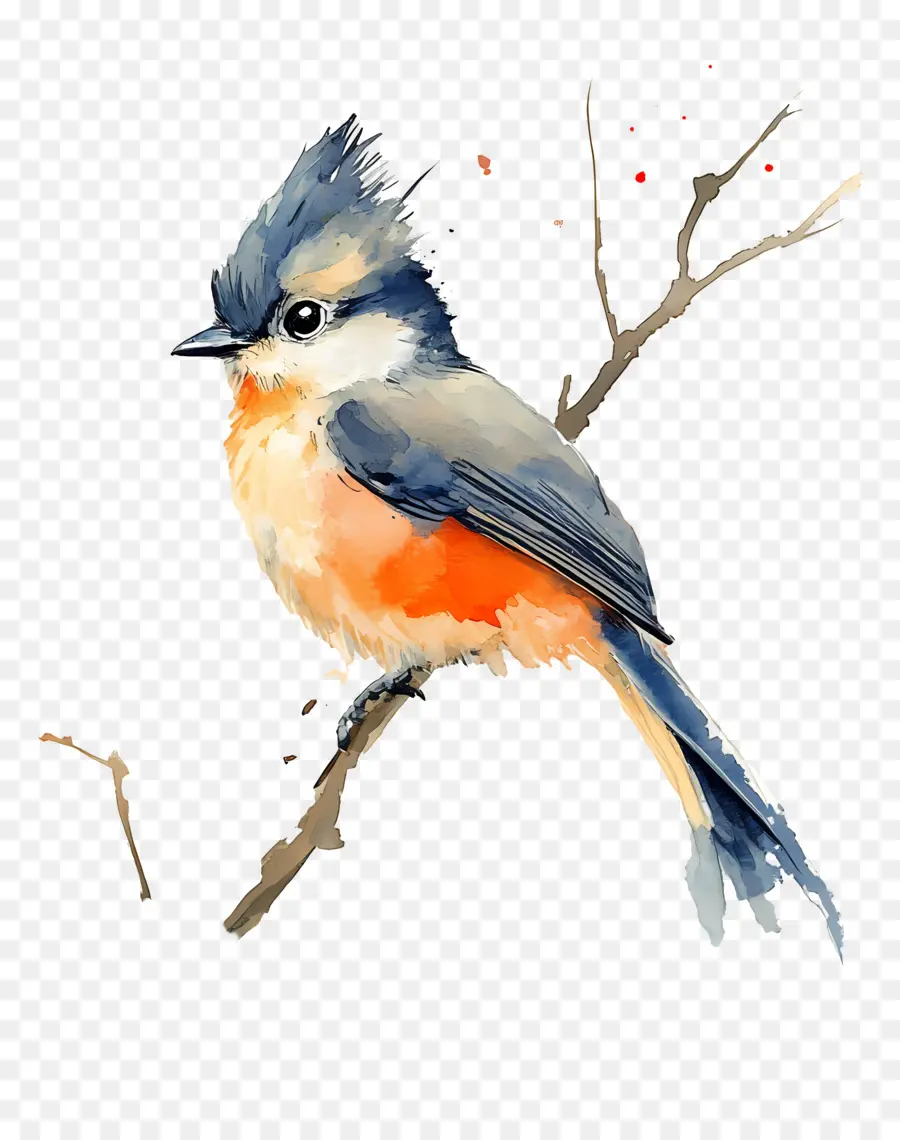 Oiseau Aquarelle，Oiseau Bleu Et Orange PNG