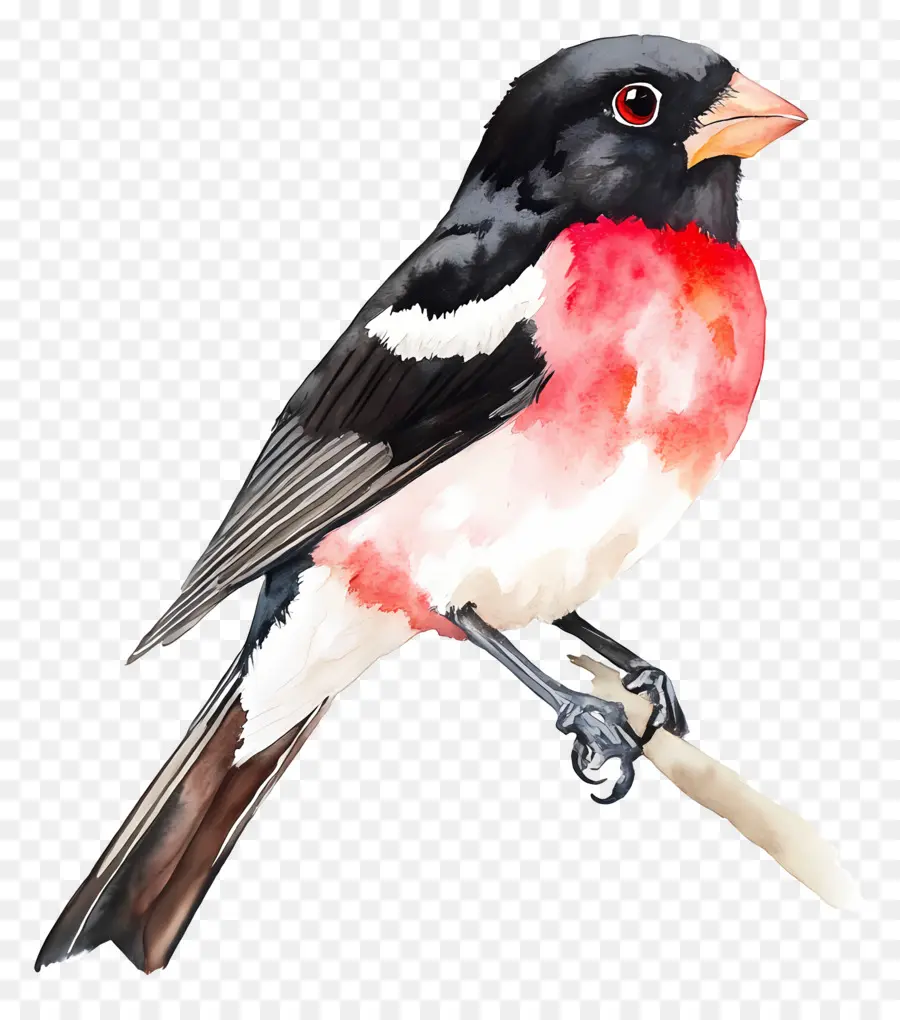 Oiseau Aquarelle，Oiseau PNG