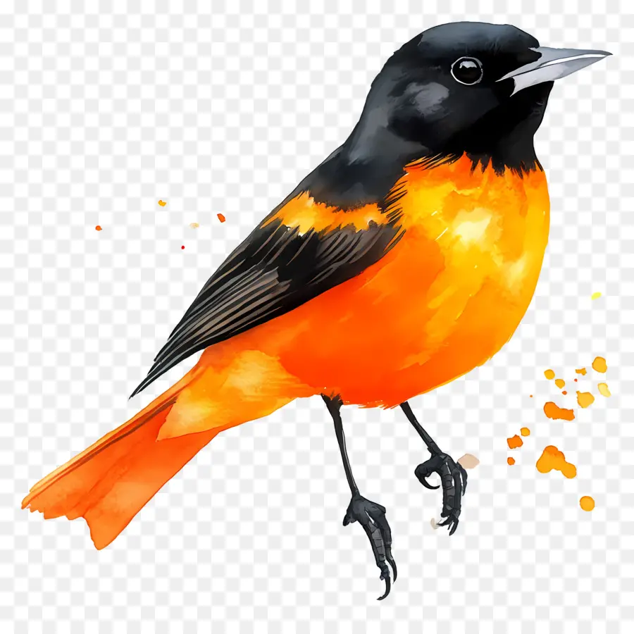 Oiseau Aquarelle，Oiseau Orange Et Noir PNG