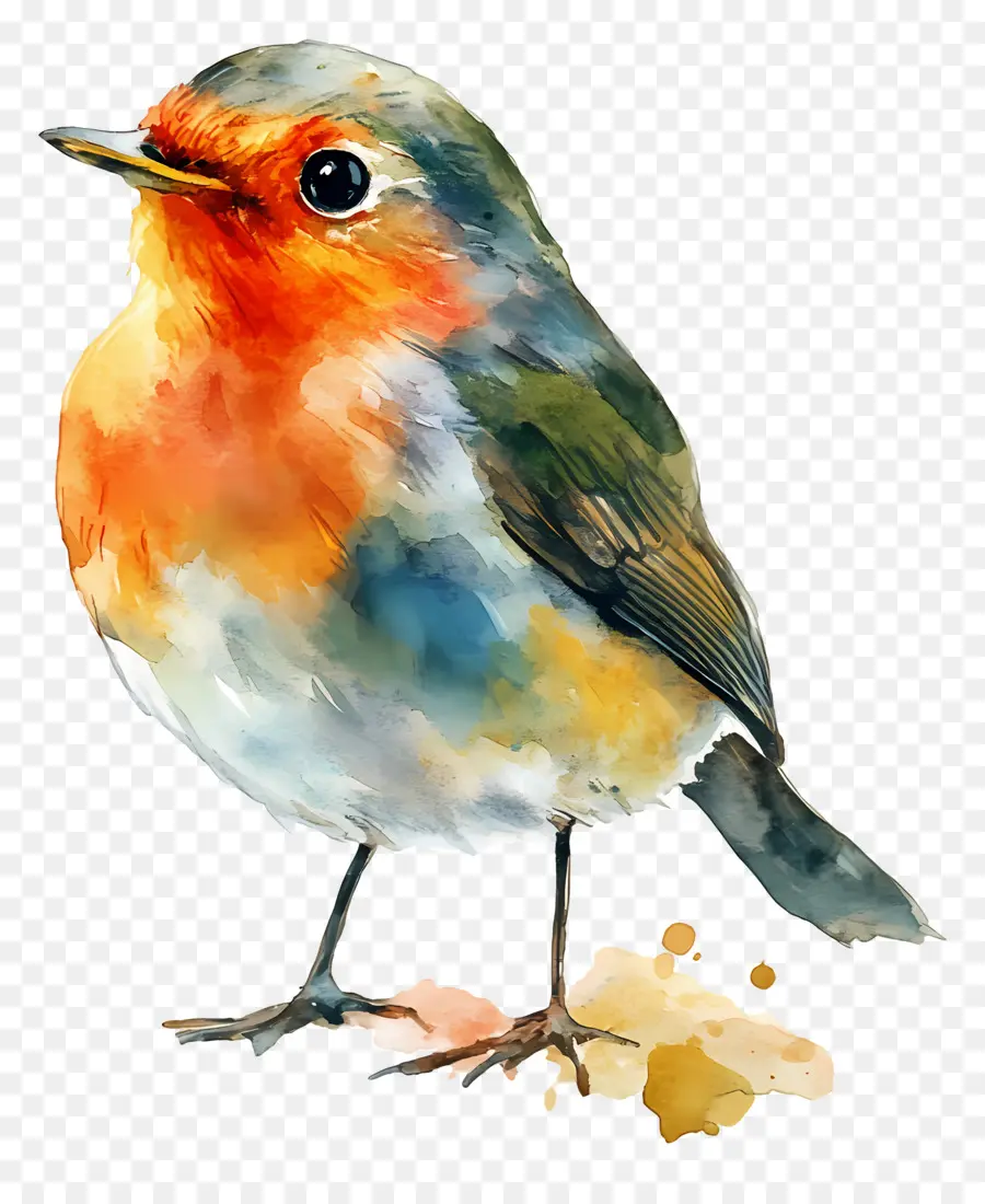 Oiseau Aquarelle，Oiseau Coloré PNG