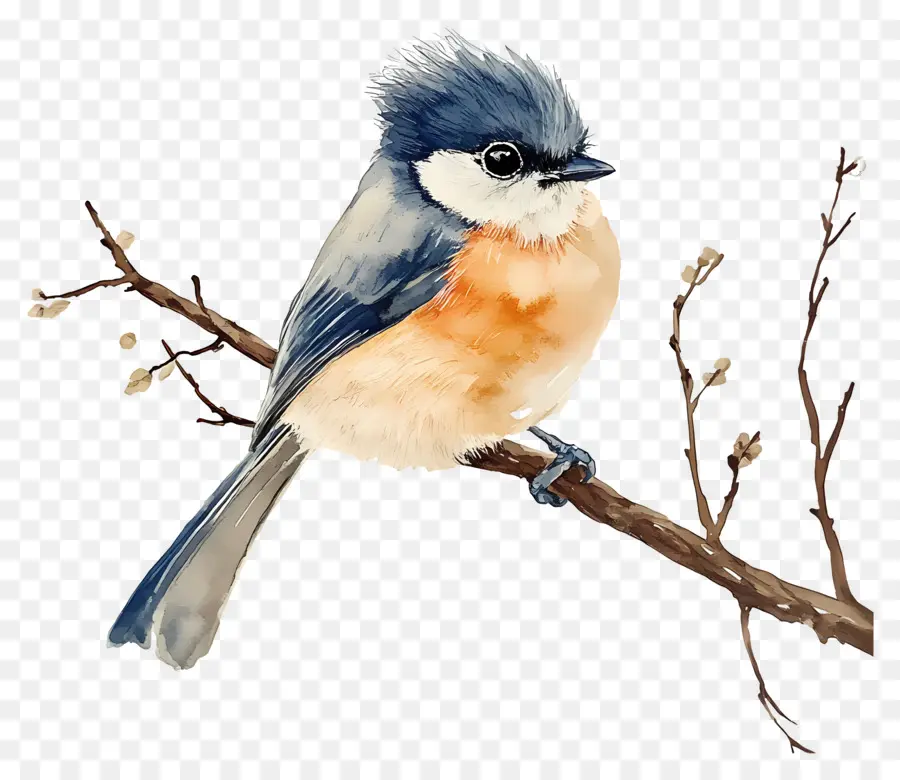 Oiseau Aquarelle，Oiseau Bleu Et Orange PNG