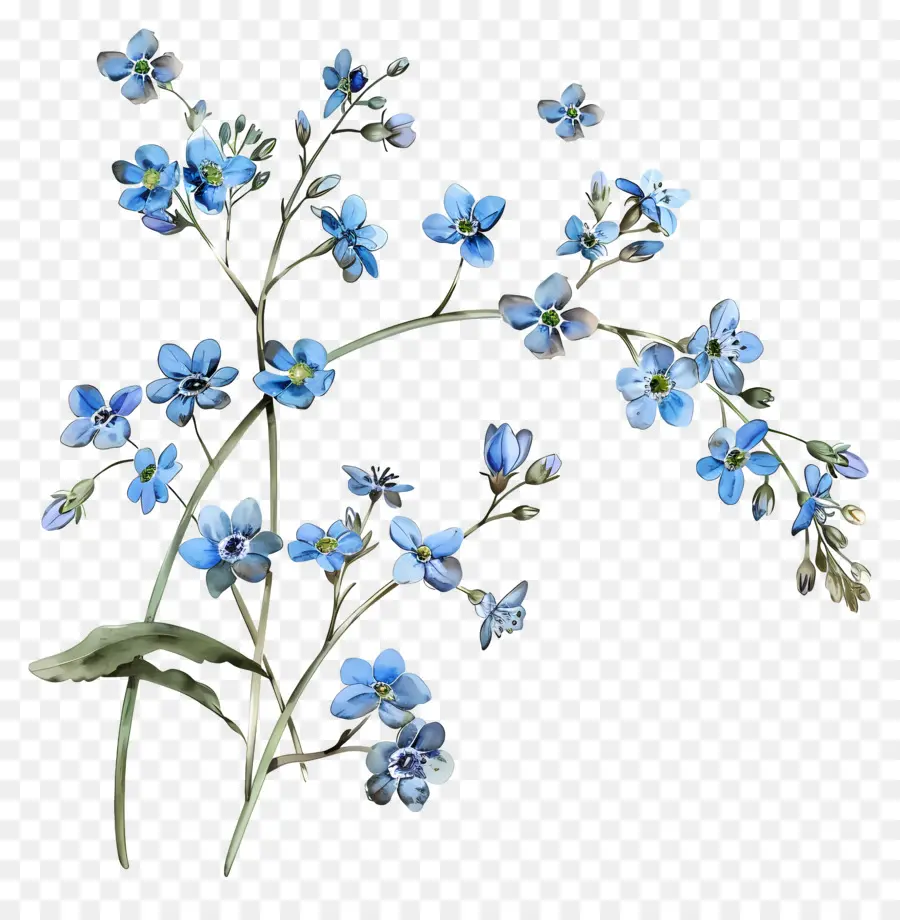 Petite Fleur，Fleurs Bleues PNG