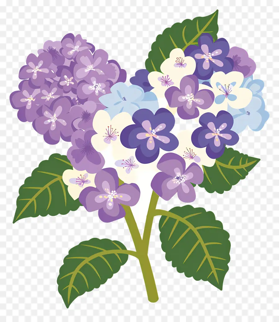 Fleurs D'hortensia，Fleurs Violettes PNG