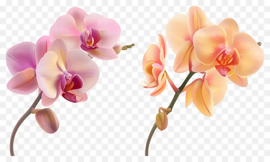 Fleur D'orchidée，Fleurs D'orchidées PNG