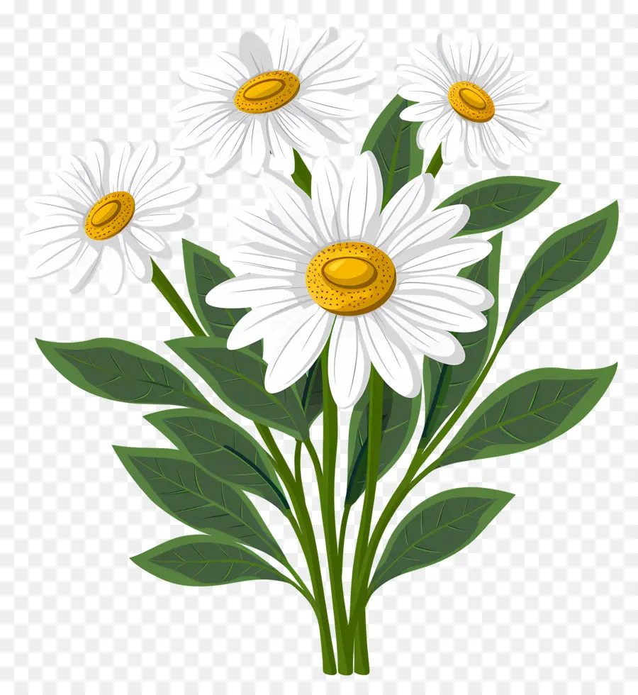 Fleurs De Marguerite，Marguerites Simples PNG