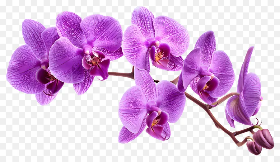 Fleur D'orchidée，Fleurs D'orchidées PNG