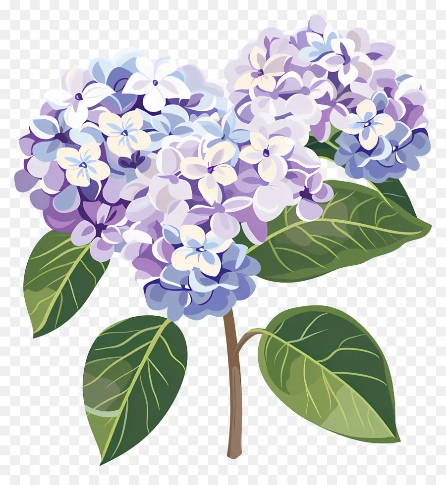 Fleurs D'hortensia，Fleurs Violettes PNG