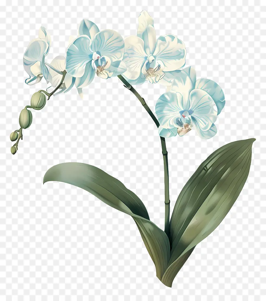 Petite Fleur，Orchidée PNG