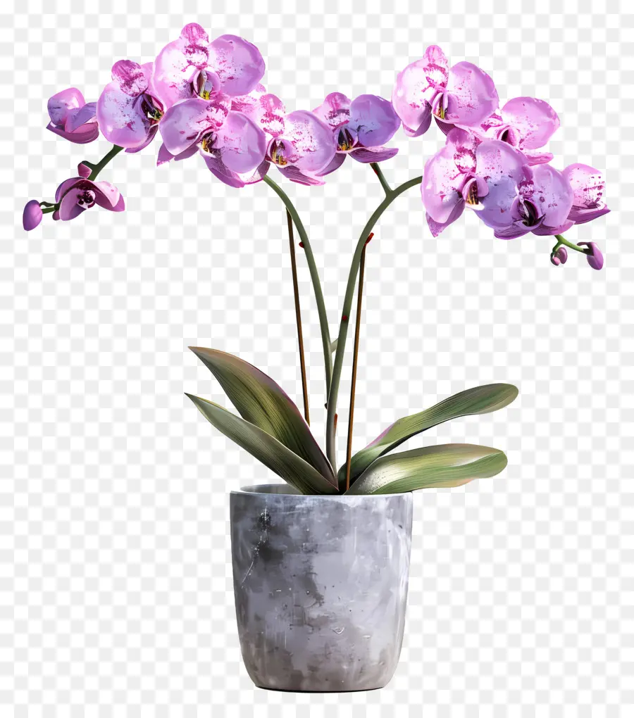 Fleurs D'orchidées En Pot，Orchidée PNG