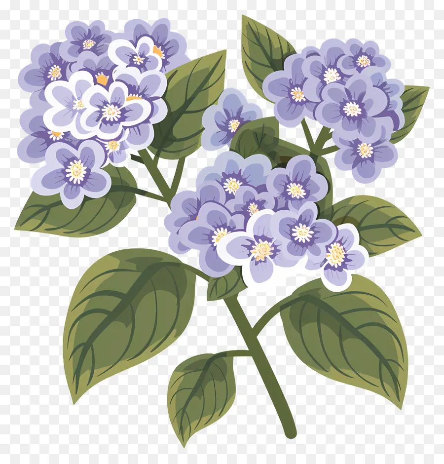 Fleurs D'hortensia，Fleurs Violettes PNG