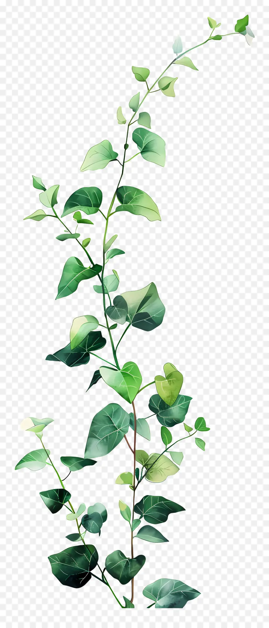 Plante Grimpante，Branche D'eucalyptus PNG