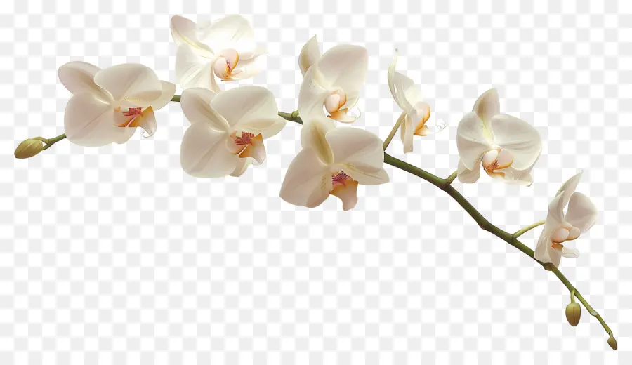 Fleurs D'orchidée Vanille，Orchidées Blanches PNG