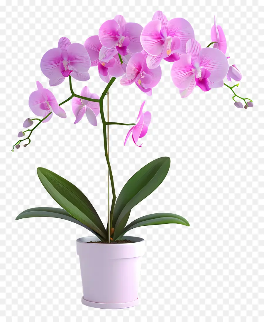 Fleurs D'orchidées En Pot，Orchidée PNG